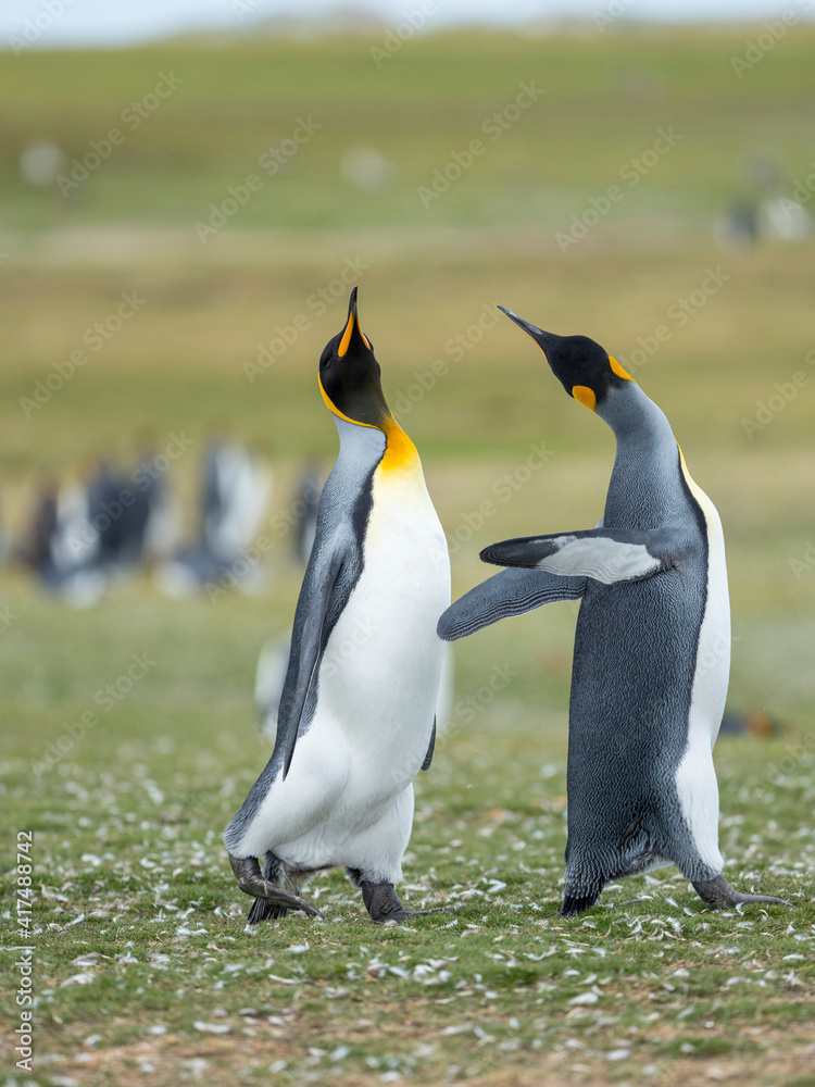 Fototapeta premium Courtship display. King Penguin on Falkland Islands.