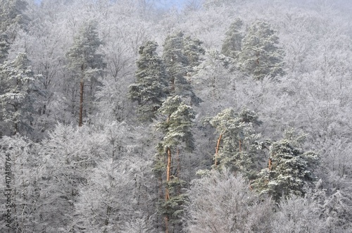 Frozen forest. Auvergne. France © Didier San Martin