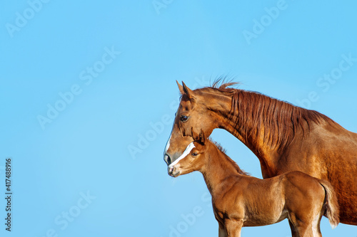 Fotografia Portrait in profile of a red mare on a blue background