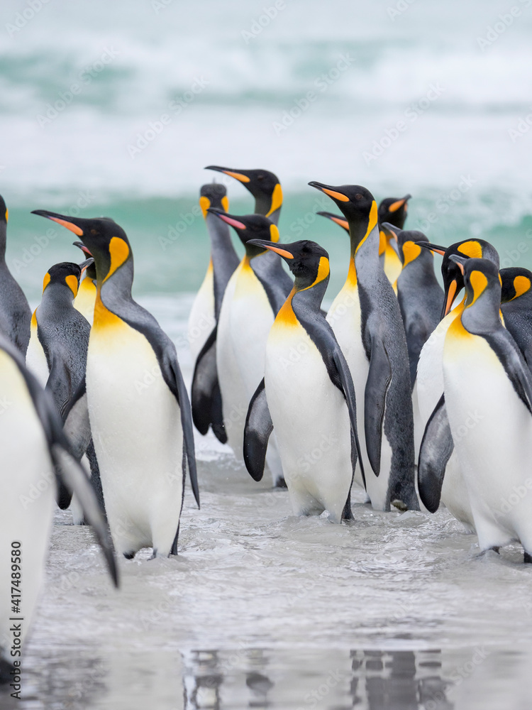 Fototapeta premium King Penguin on Falkland Islands.
