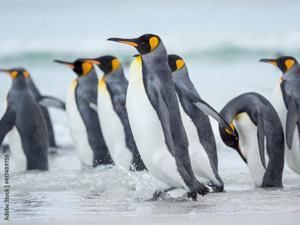 Fototapeta premium King Penguin on Falkland Islands.