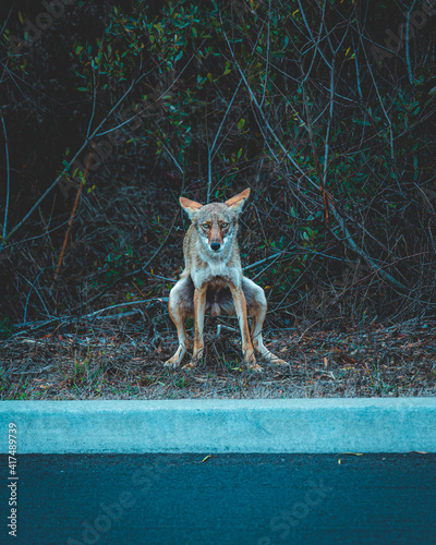 wild wolf in the forest photo