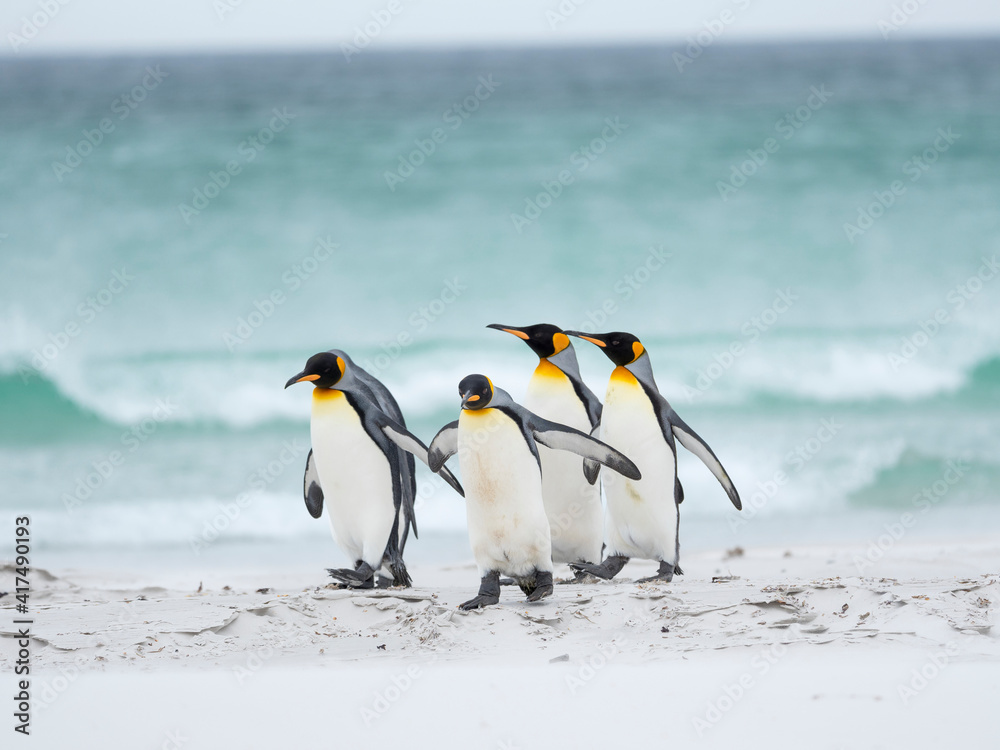 Obraz premium King Penguin on Falkland Islands.
