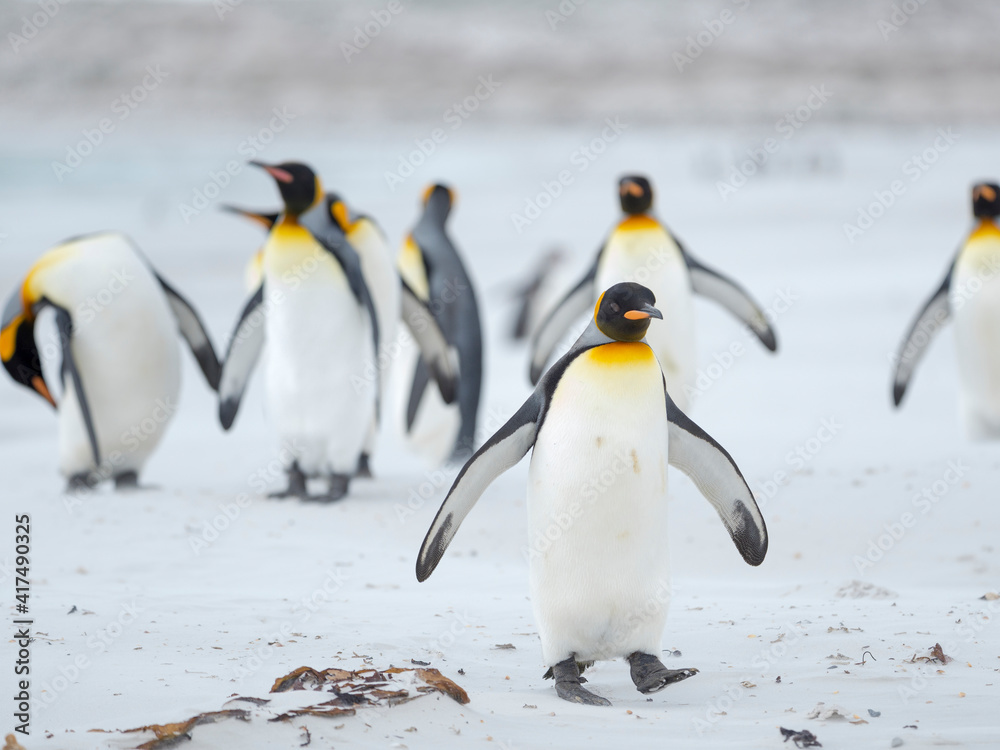 Fototapeta premium King Penguin on Falkland Islands.
