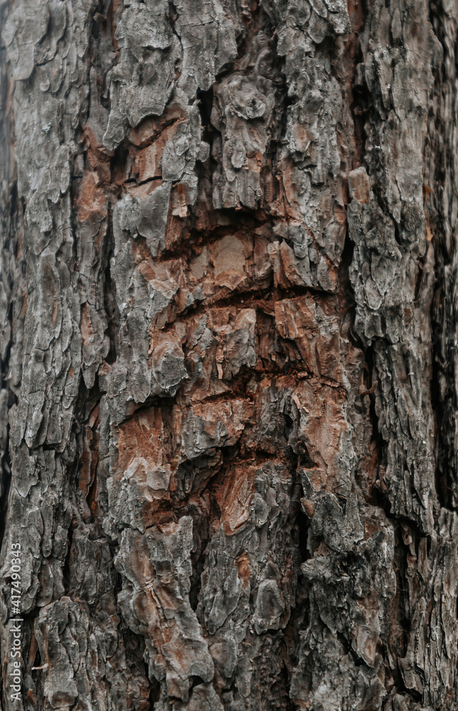 Bear claw marks on the bark of a tree trunk. Bear claw marks on the bark of a tree trunk.