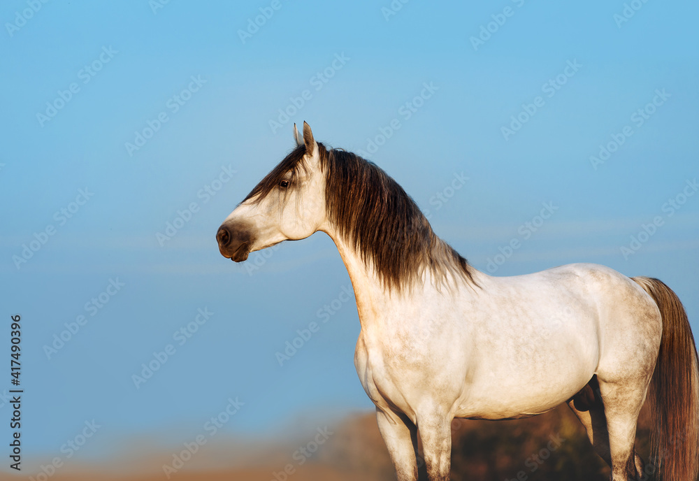 Beautiful white stallion poses on the blue sky background. A horse with a black mane close-up in profile
