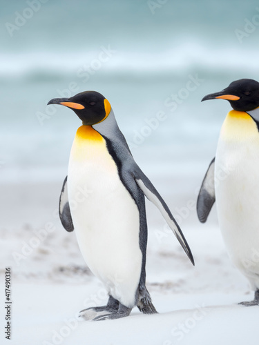 King Penguin on Falkland Islands.