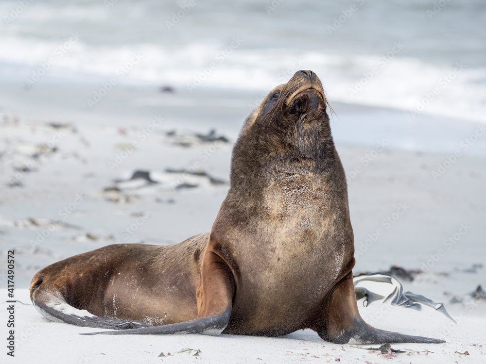 Fototapeta premium Young South American sea lion bull on sandy beach, Falkland Islands.