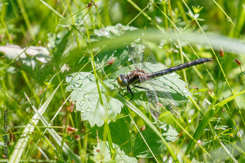 Beaverpond Clubtail, female photo