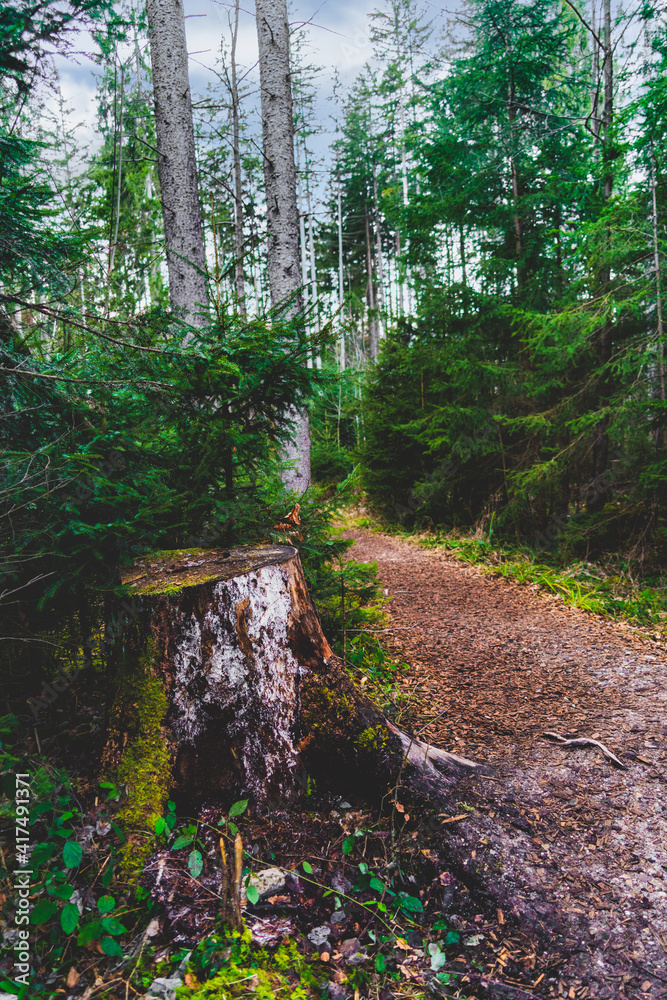 Fototapeta premium Eibenwald