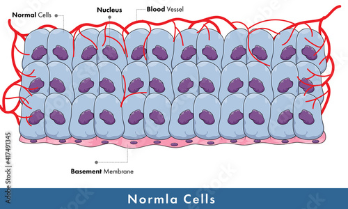Normal human cells in multiple layers along with blood vessels medical illustration in white background 