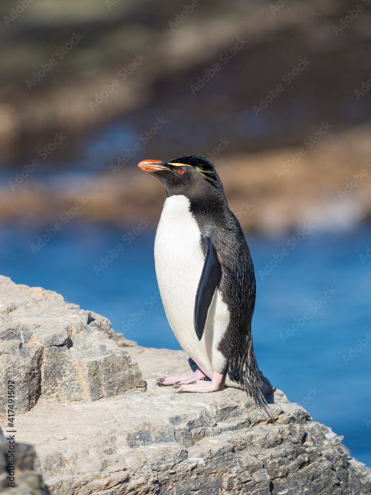 Fototapeta premium Rockhopper Penguin, subspecies Southern Rockhopper Penguin, Falkland Islands.