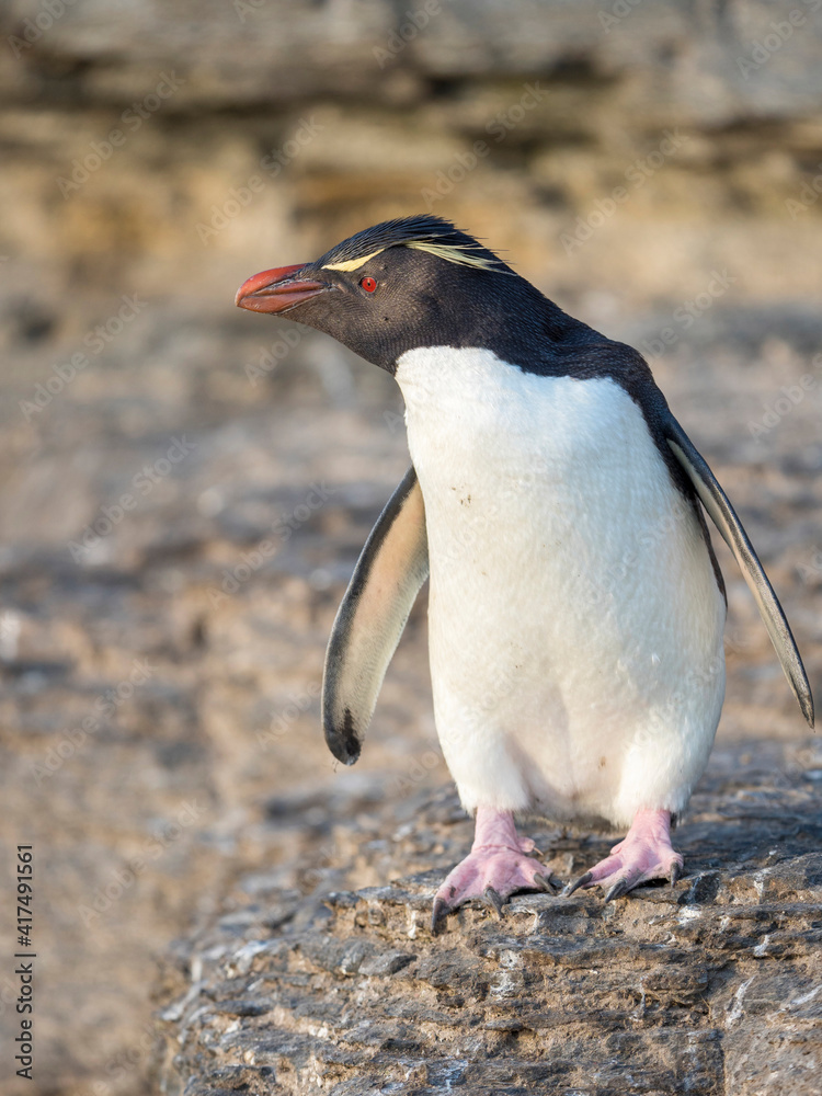 Fototapeta premium Rockhopper Penguin, subspecies Southern Rockhopper Penguin, Falkland Islands.