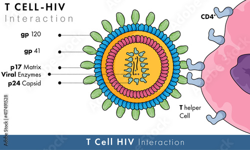 T helper cell and HIV virus interaction