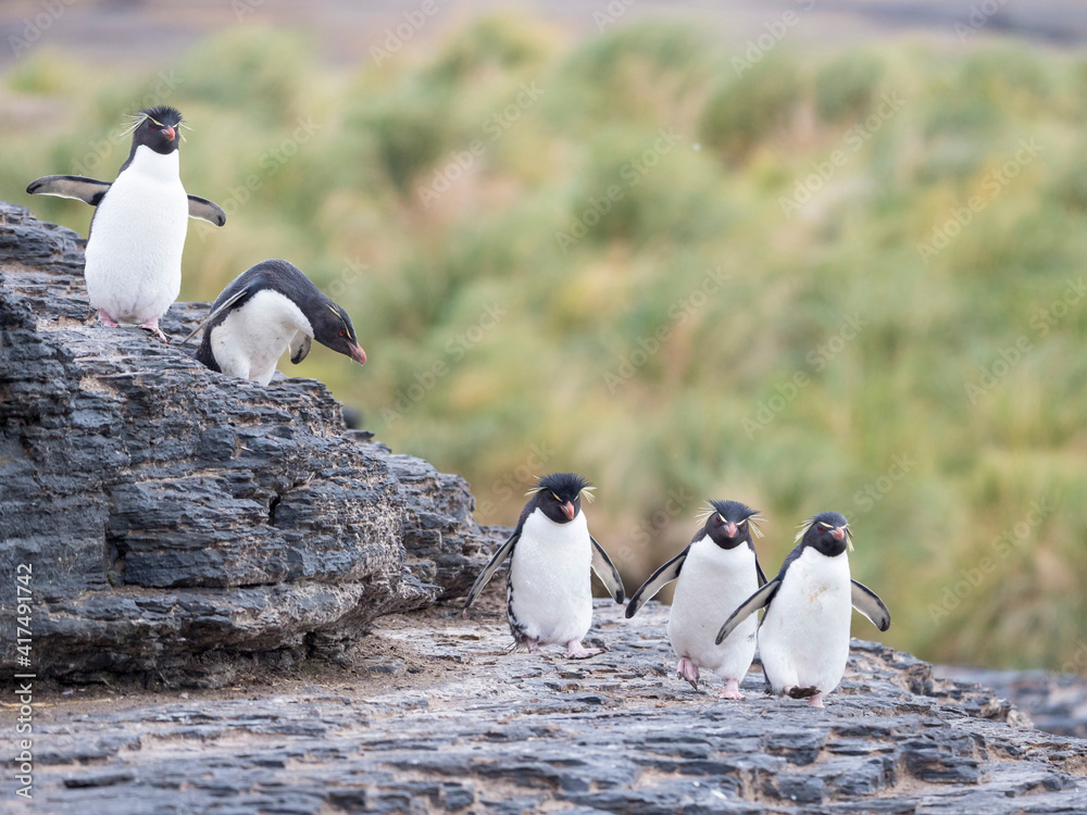 Obraz premium Rockhopper Penguin climbing through a steep and rocky cliff, subspecies Southern Rockhopper Penguin, Falkland Islands.