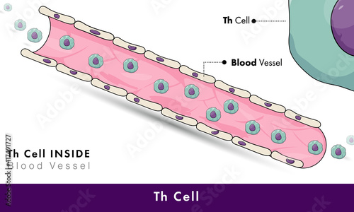 T helper cell circulating in Blood vessel photo