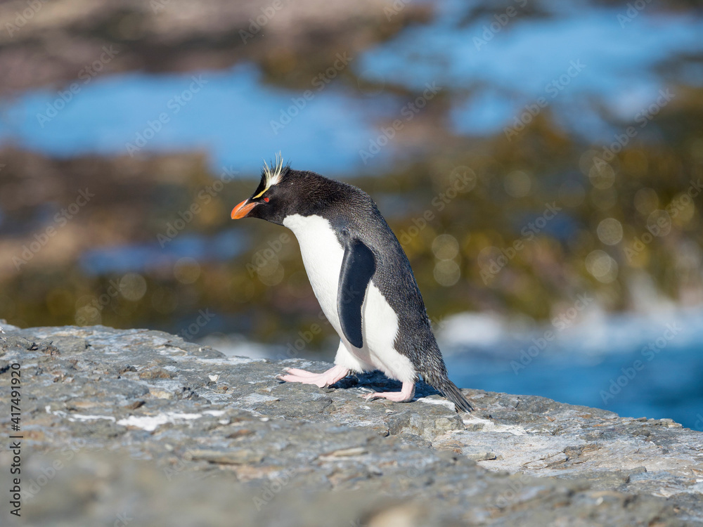 Obraz premium Rockhopper Penguin climbing through a steep and rocky cliff, subspecies Southern Rockhopper Penguin, Falkland Islands.