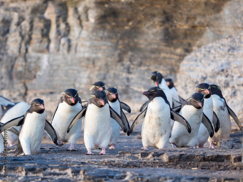 Rockhopper Penguin climbing through a steep and rocky cliff  subspecies Southern Rockhopper Penguin  Falkland Islands.