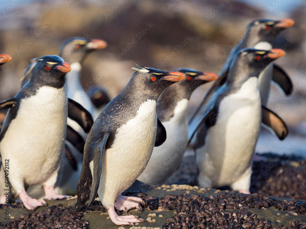 Obraz premium Coming ashore at a rocky coastline on Saunders Island. Rockhopper Penguin, subspecies Southern Rockhopper Penguin, Falkland Islands.