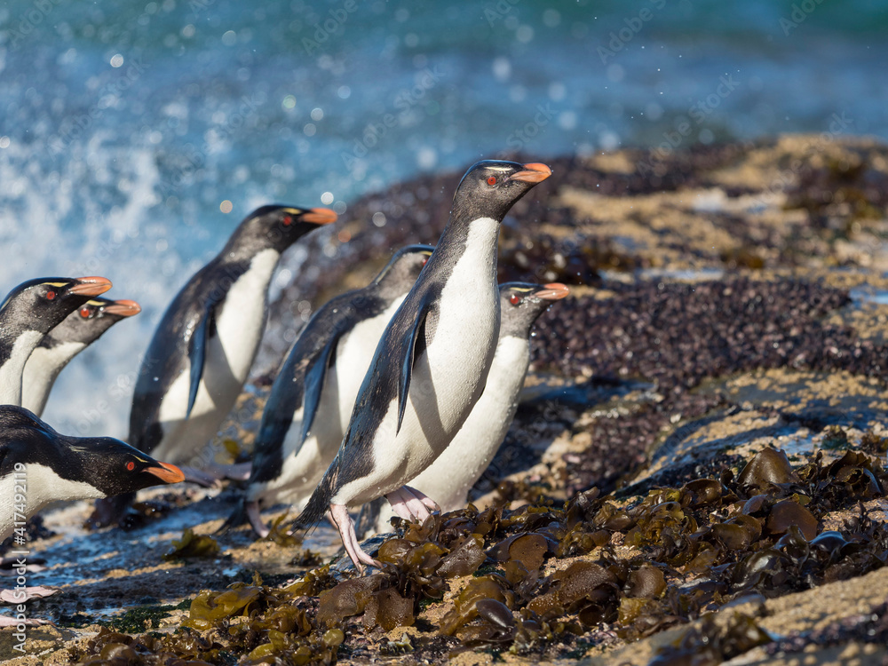 Fototapeta premium Coming ashore at a rocky coastline on Saunders Island. Rockhopper Penguin, subspecies Southern Rockhopper Penguin, Falkland Islands.