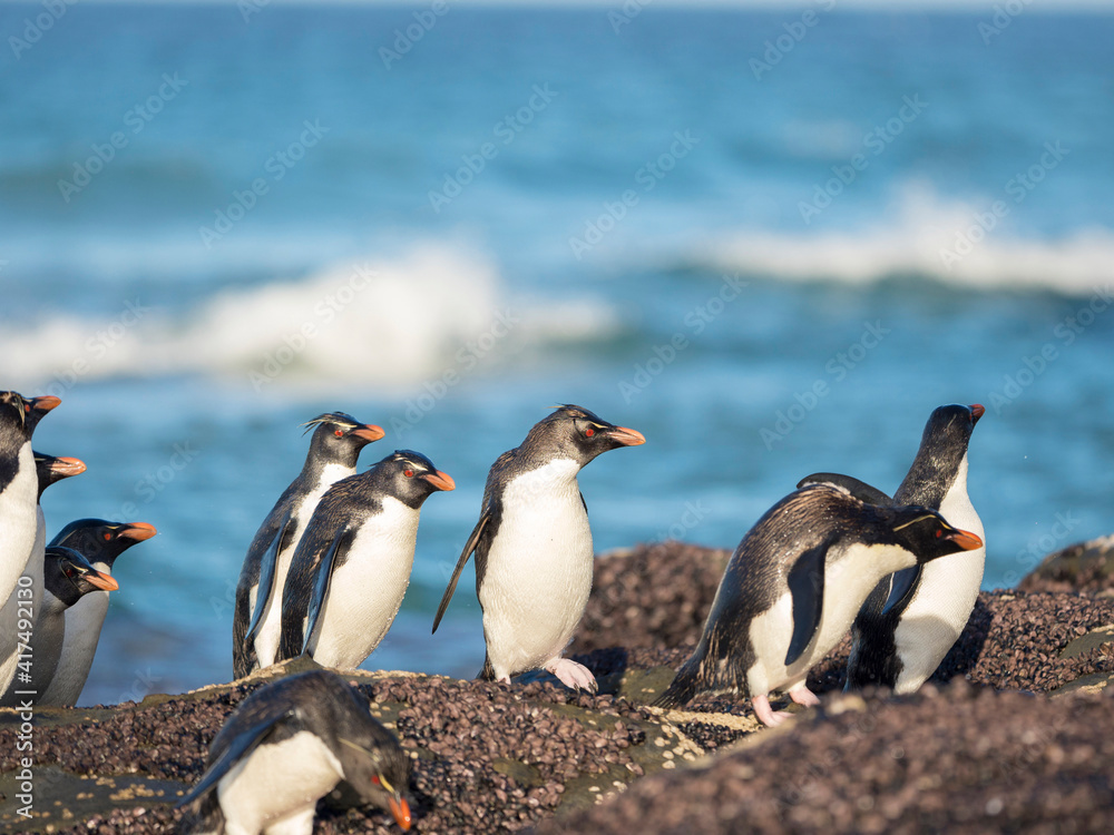 Naklejka premium Coming ashore at a rocky coastline on Saunders Island. Rockhopper Penguin, subspecies Southern Rockhopper Penguin, Falkland Islands.