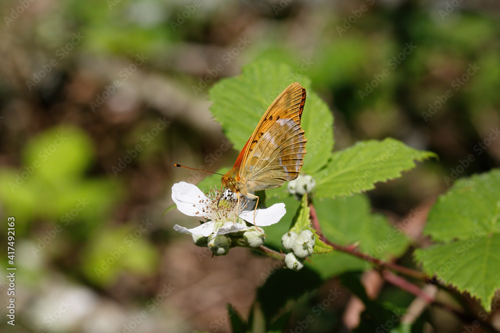 A Silver-washed Fritillary nectaring on Bramble flower. A Silver-washed Fritillary nectaring on Bramble flower.