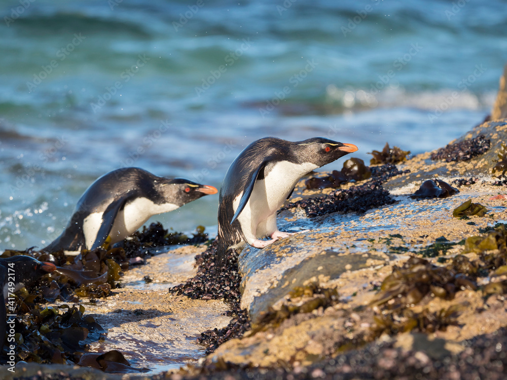 Fototapeta premium Coming ashore at a rocky coastline on Saunders Island. Rockhopper Penguin, subspecies Southern Rockhopper Penguin, Falkland Islands.