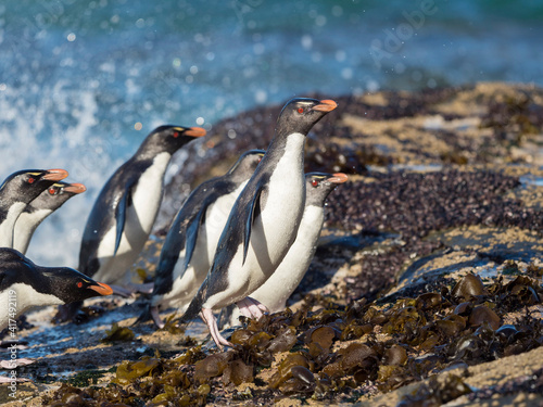 Coming ashore at a rocky coastline on Saunders Island. Rockhopper Penguin  subspecies Southern Rockhopper Penguin  Falkland Islands.