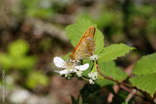 A Silver-washed Fritillary nectaring on Bramble flower.