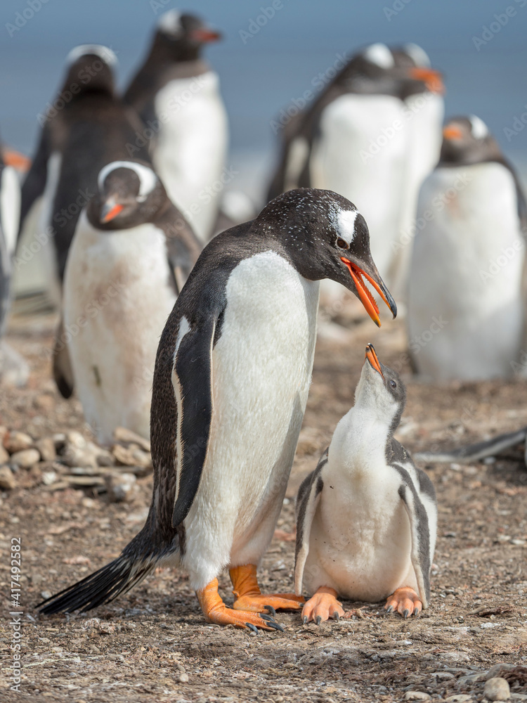 Fototapeta premium Feeding of chick. Gentoo penguin on the Falkland Islands.