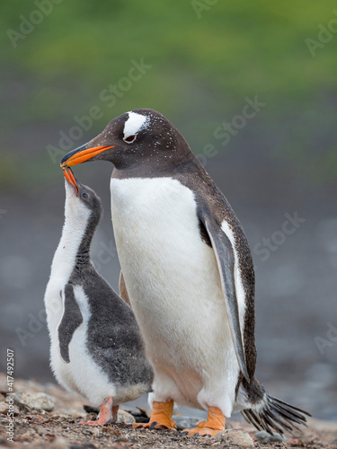 Feeding of chick. Gentoo penguin on the Falkland Islands.