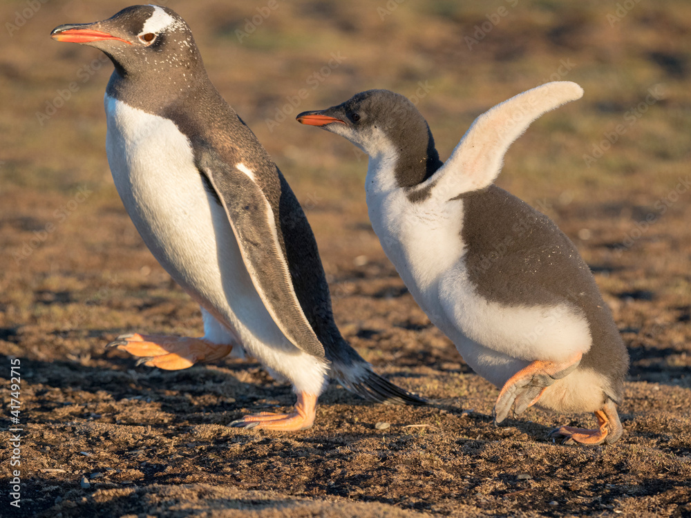 Fototapeta premium Chick chasing parent, parent running away to increase the endurance of the chicks. Gentoo penguin on the Falkland Islands.