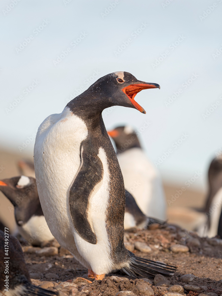 Naklejka premium Adult Gentoo penguin calling, Falkland Islands.