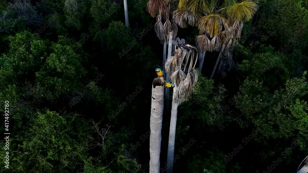 ARARA CANINDÉ pássaro do cerrado brasileiro TAKE 04
protegendo ninho em tronco de buritizeiro