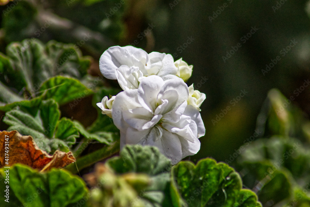 white flower in the garden white flower in the garden