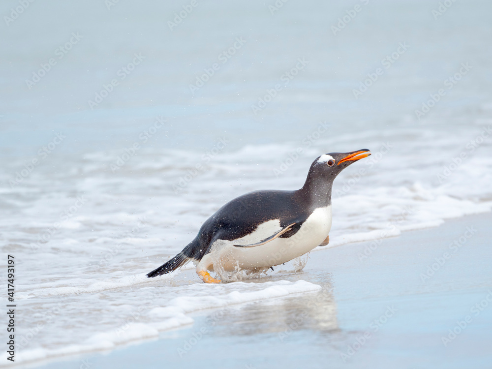Fototapeta premium Gentoo penguin coming ashore on a sandy beach in the Falkland Islands in January.