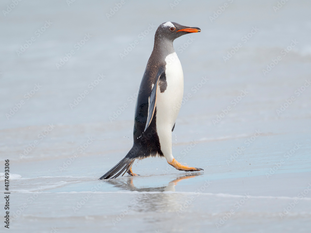 Fototapeta premium Gentoo penguin coming ashore on a sandy beach in the Falkland Islands in January.