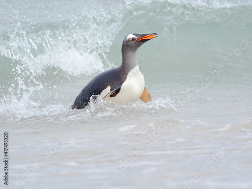 Gentoo penguin coming ashore on a sandy beach in the Falkland Islands in January.