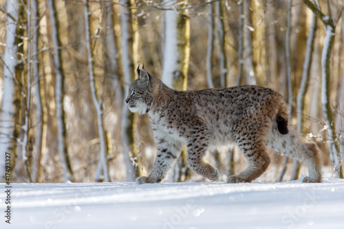 Lynx cub in winter. Young Eurasian lynx  Lynx lynx  walks in snowy birch forest. Beautiful wild cat in nature. Cute animal with spotted orange fur. Beast of prey in frosty day. Predator in habitat.