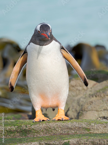 Gentoo penguin walking to enter the sea on a rocky coast in the Falkland Islands in January.
