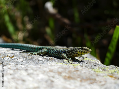 Colorful Lizard - Lacertidae - on a stone in Corsica France