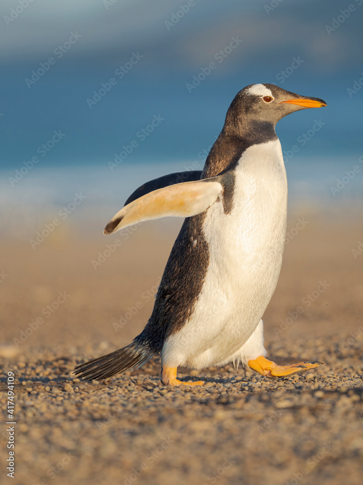 Fototapeta premium Walking to the colony. Gentoo penguin in the Falkland Islands in January.