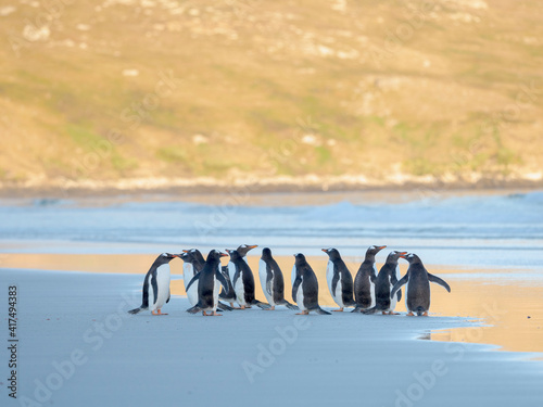 Walking to enter the sea during early morning. Gentoo penguin in the Falkland Islands in January.