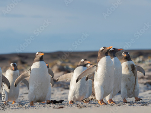 Walking to enter the sea during early morning. Gentoo penguin in the Falkland Islands in January.