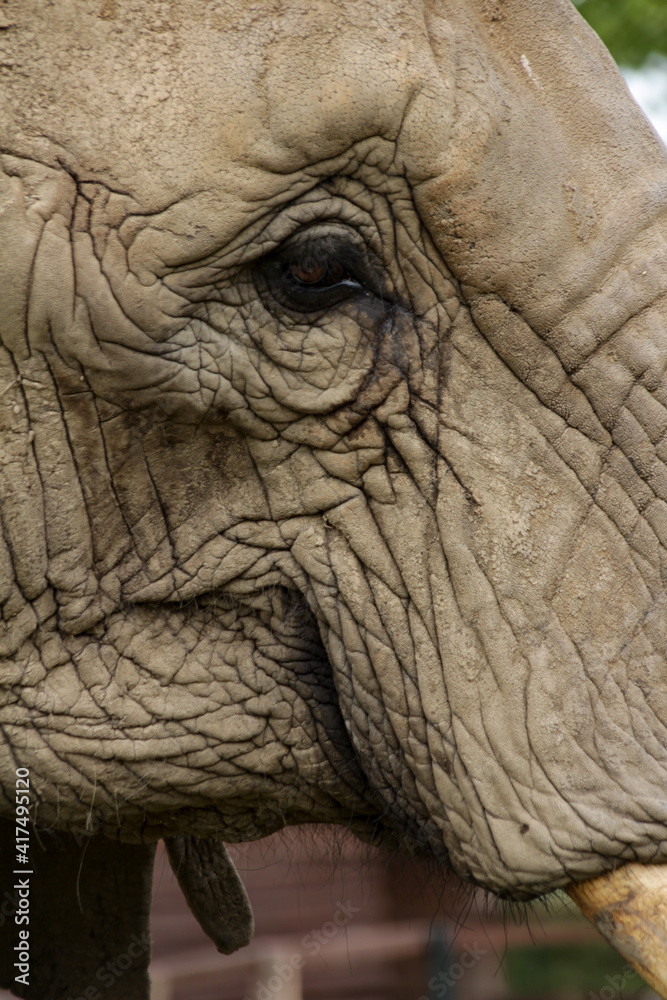 Close-up of an elephant with a tusk Germany Close-up of an elephant with a tusk Germany