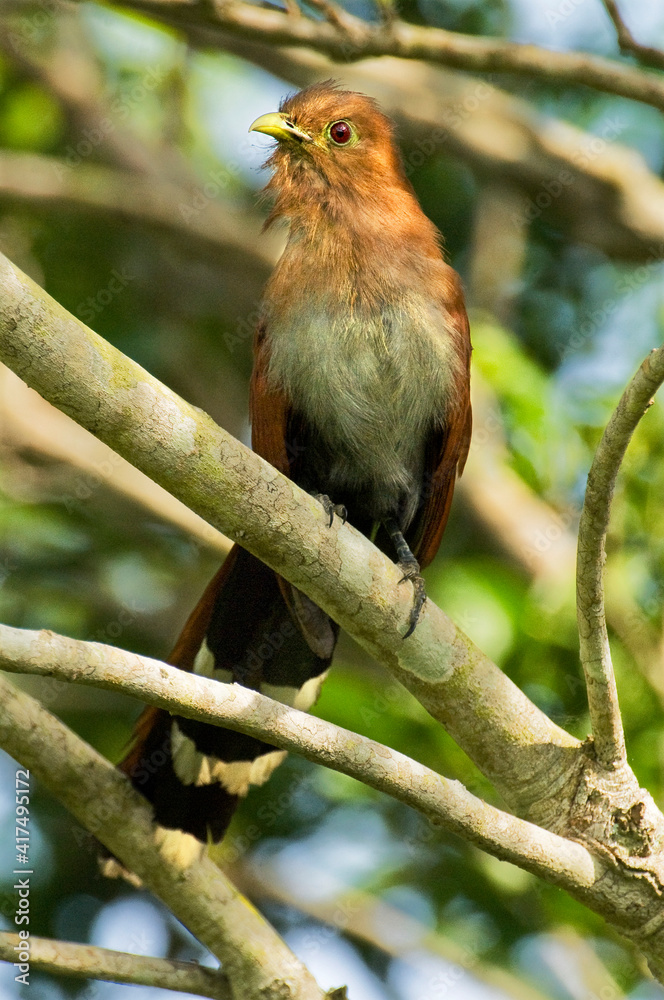 Mexico, Tamaulipas State. Squirrel cuckoo perched on tree limb. Mexico, Tamaulipas State. Squirrel cuckoo perched on tree limb.