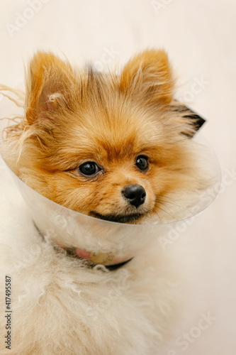 pomeranian dog in protective Elizabethan collar
