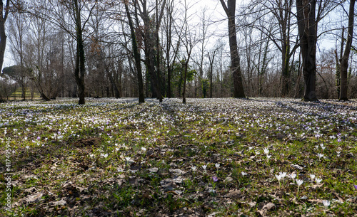 Wallpaper Mural field of flowers Torontodigital.ca