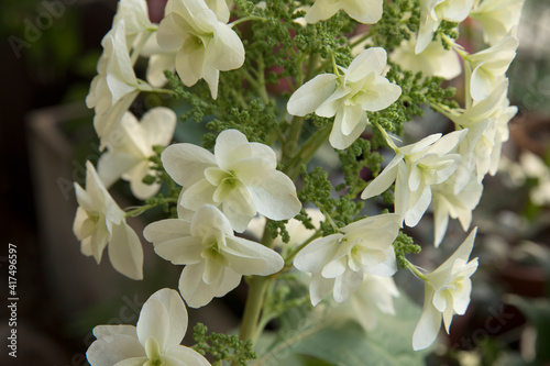 Floral. Closeup view of Hydrangea quercifolia  also known as oakleaf hydrangea  flowers of white petals spring blooming in the garden.