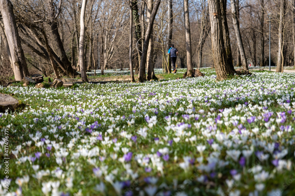 spring, the first flowers bloomed in the park, snowdrops and crocuses, jogging in the park began. healthy lifestyle